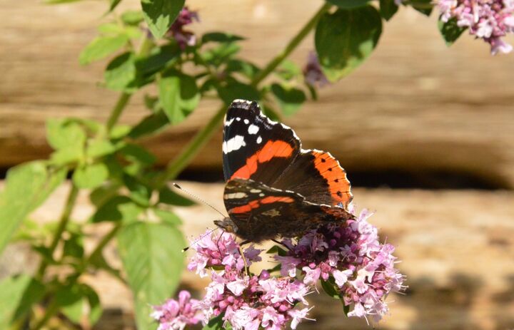 Link: JuNa-Artenforscher*innen-Camp Schmetterlinge