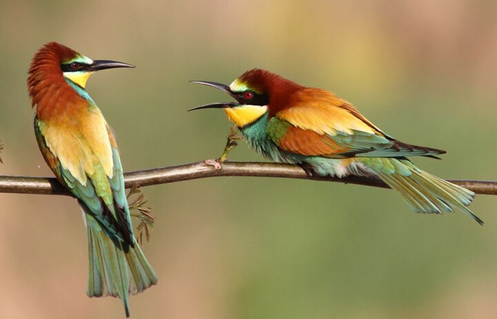 Link: Vögel in Feld und Flur