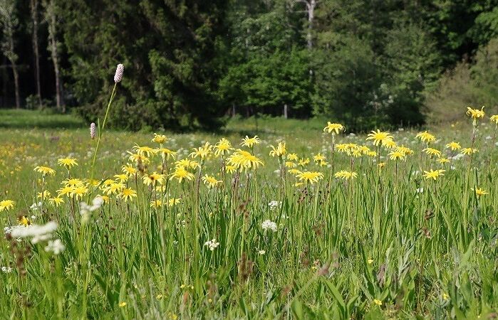 Link: Naturschutzgebiete in Sachsen - Tafelsilber der Natur: NSG Mittelgebirge um Oelsen