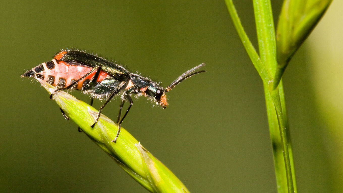 Ein Glühwürmchen, das aussieht wie ein Käfer, sitzt auf einem grünen Blatt.