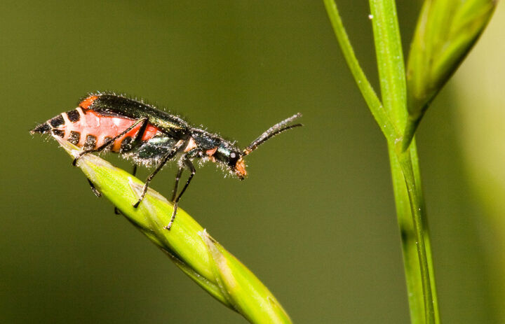Ein Glühwürmchen, das aussieht wie ein Käfer, sitzt auf einem grünen Blatt.
