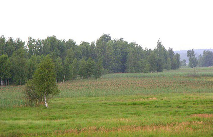 Eine grüne Wiese mit Wald im Hintergrund - Link: Beobachtungsstand im Dubringer Moor