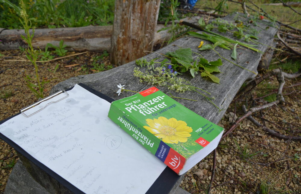 Ein Buch über Pflanzenkunde auf einem Tisch, dazu zu bestimmende Pflanzen.