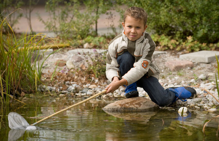 Ein Junge kniet an einem seichten Wasser und zieht einen Käscher durch das Wasser. - Link: Wasserfloh
