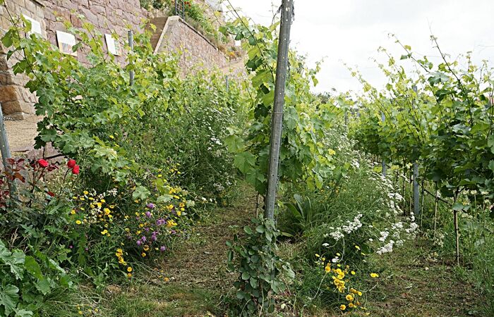 Weinreben und Wildkräuter am Weinberg