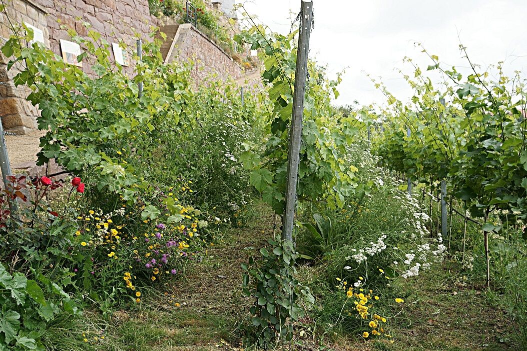 Weinbau am Burgberg Meißen