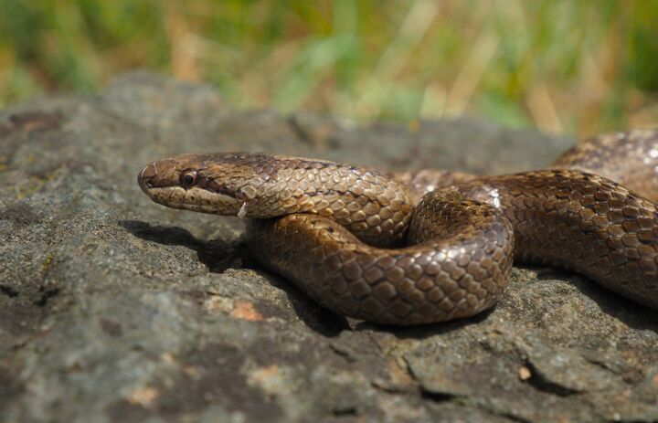 Link: JuNa-Artenforscher*innen-Camp "Reptilien"