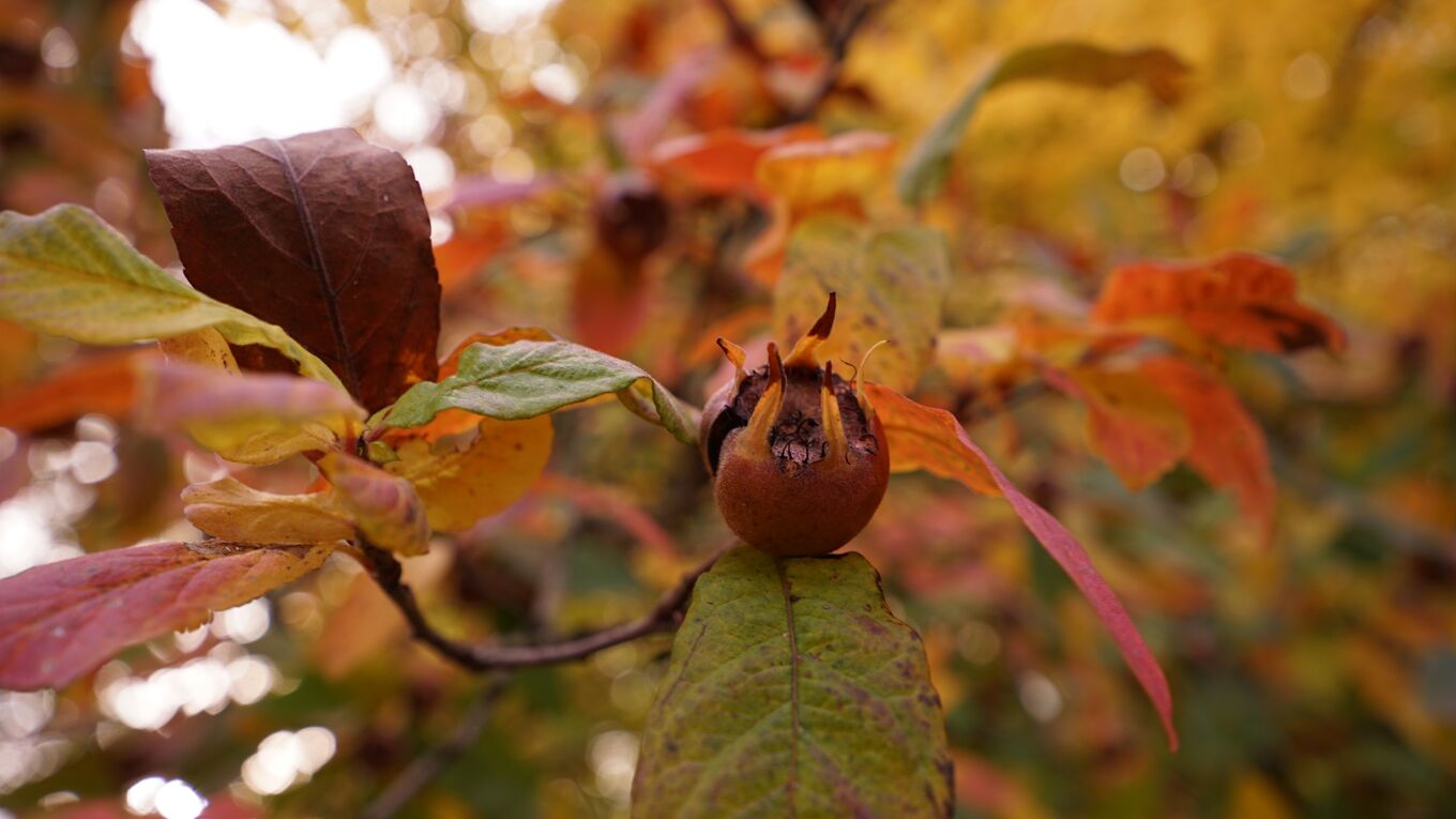 Mispel in herbstlicher Färbung im Botanischen Garten Leipzig
