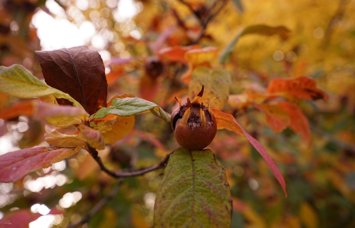 Mispel in herbstlicher Färbung im Botanischen Garten Leipzig