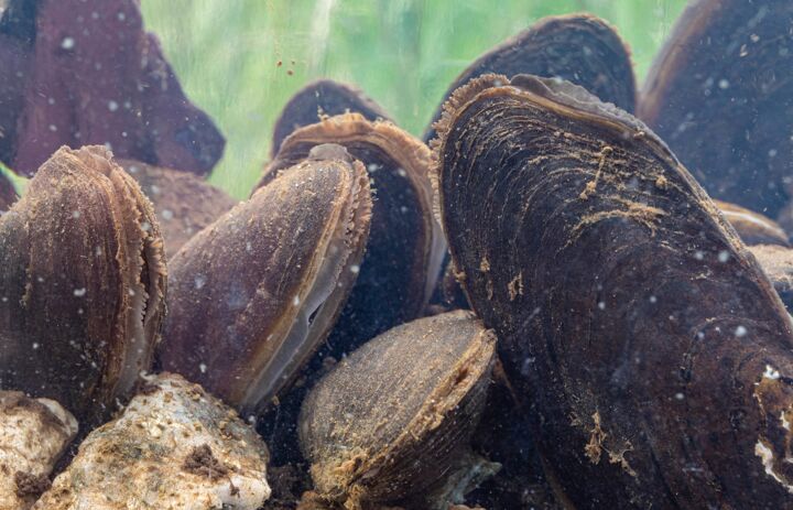 Ausgewachsene Flussperlmuscheln liegen in einem Aquarium (Foto: Felix Grunicke) - Link: Die Flussperlmuschel soll bei uns wieder heimisch werden