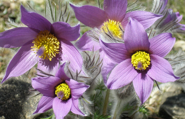 Berg-Küchenschelle im Botanischen Garten Schellerhau,
Foto: Botanischer Garten Schellerhau
