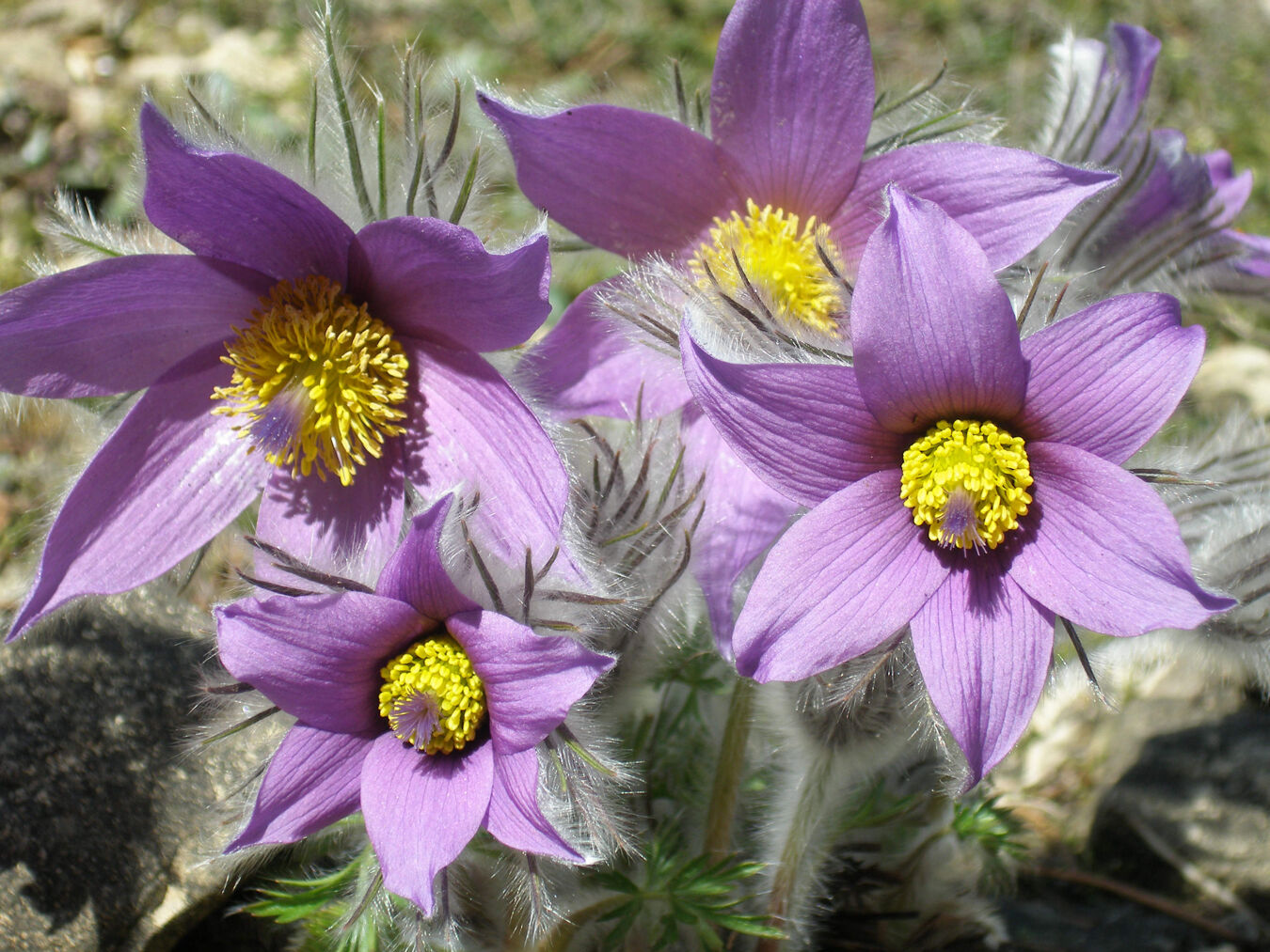 Berg-Küchenschelle im Botanischen Garten Schellerhau