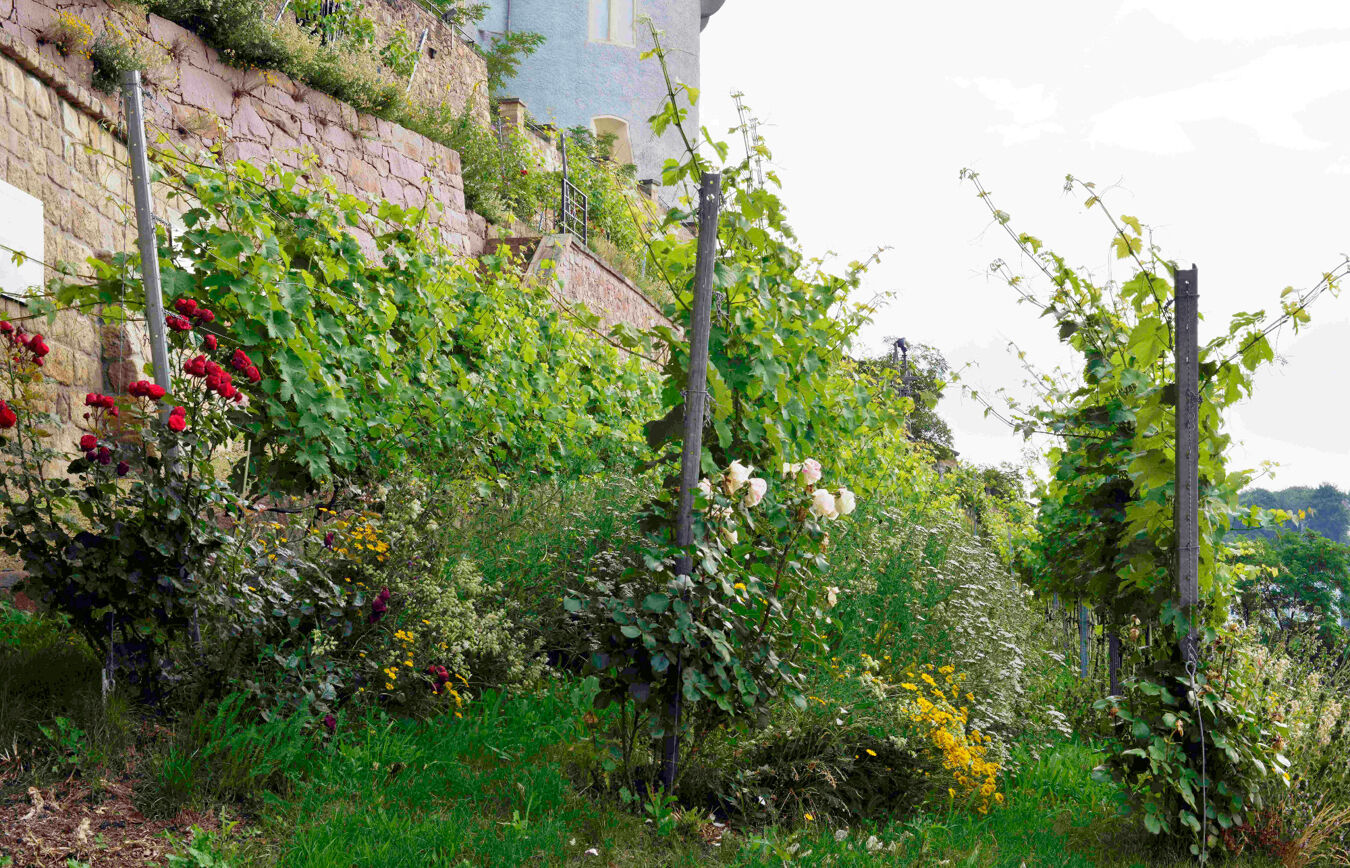 Der Stiftungsweinberg Meißen mit siener Vegetation