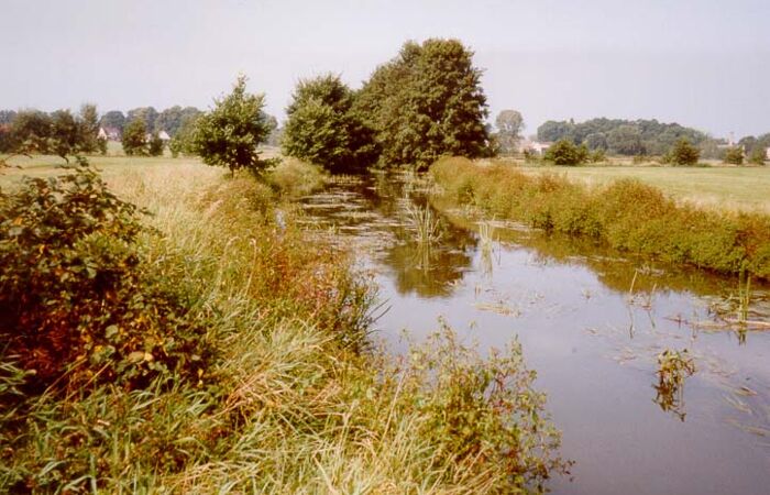 Foto eines Flusses mit Ufervegetation. Kleine Spree.