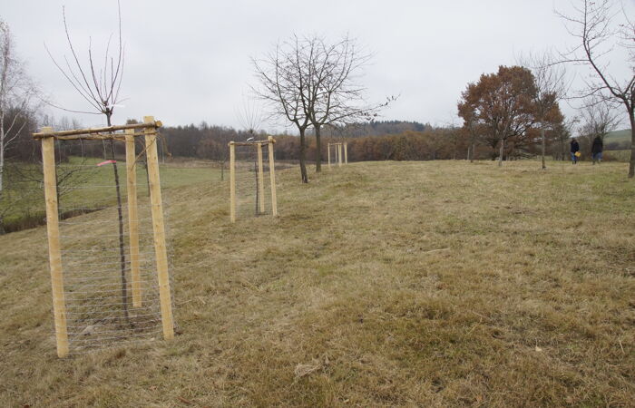Foto einer Wiese mit jungem Baumbestand.