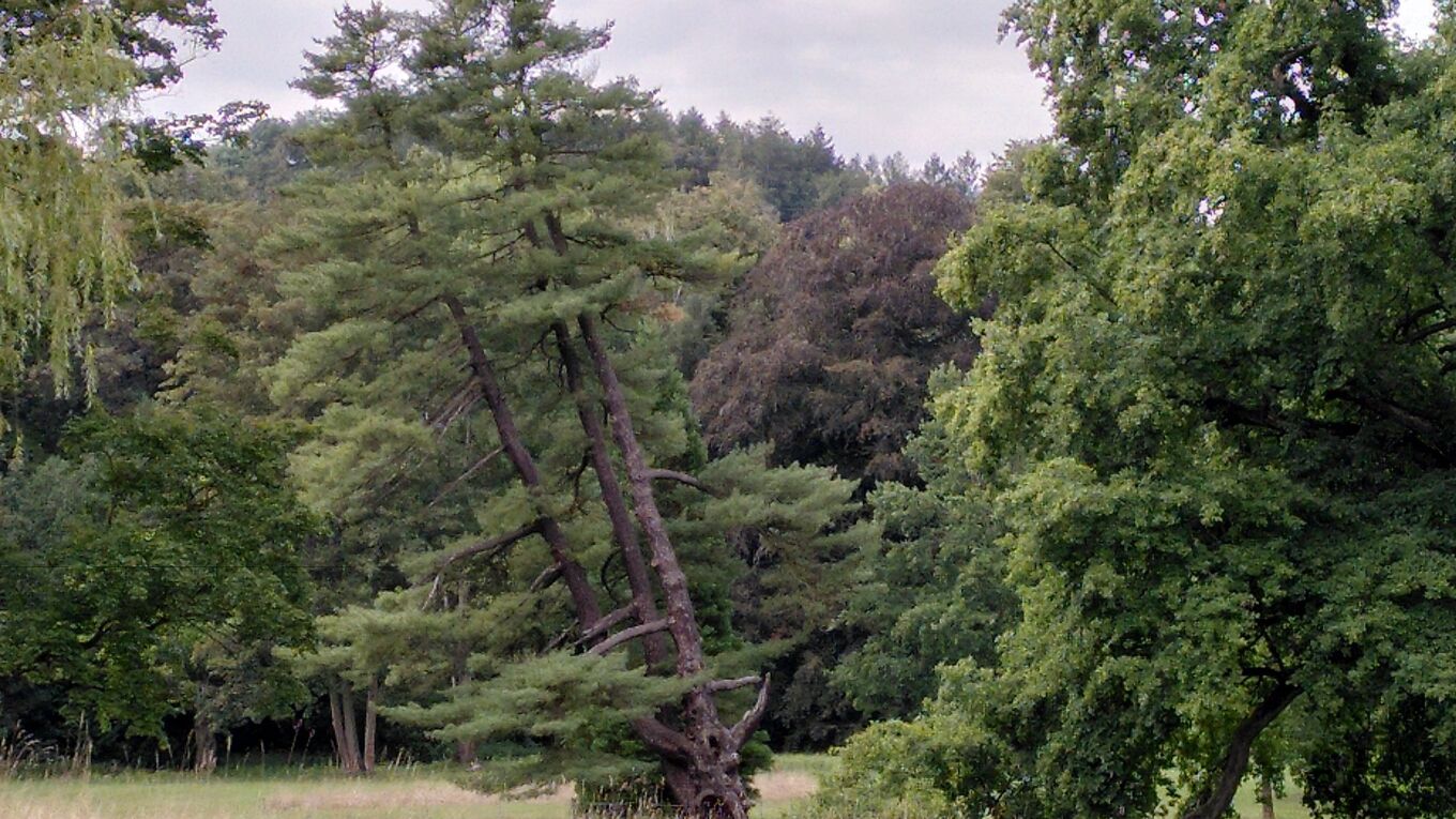 Die Weymouth-Kiefer im Schlosspark Wechselburg vor dem Unwetter