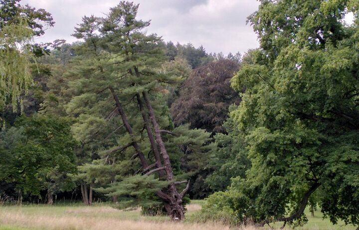 Die Weymouth-Kiefer im Schlosspark Wechselburg vor dem Unwetter