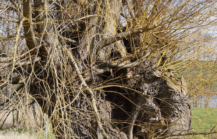 Kopfbaum auf der LaNU-eigenen Fläche Diera-Zehren Feuchtwiese