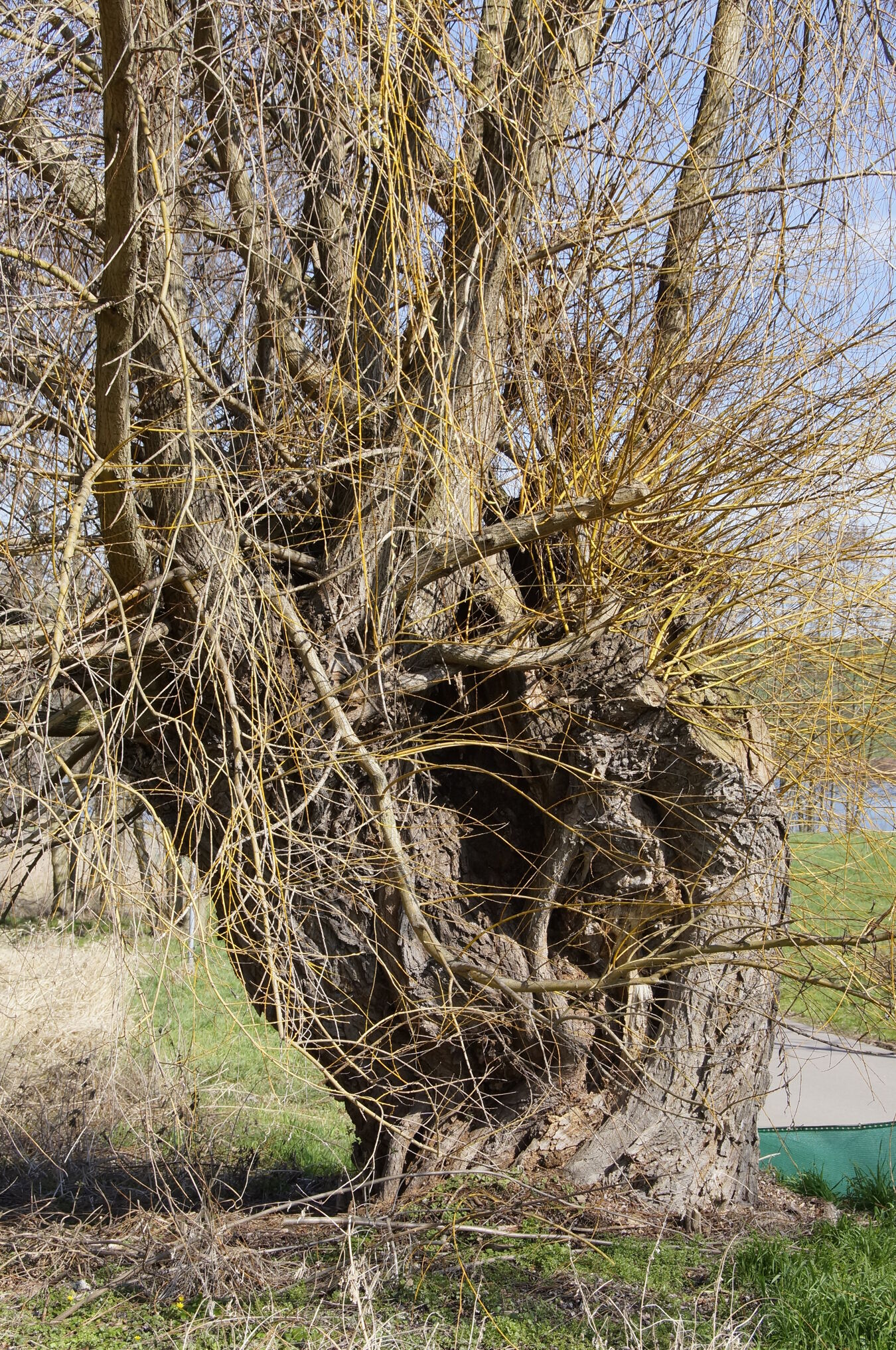Kopfbaum auf der Feuchwiese Diera-Zehren