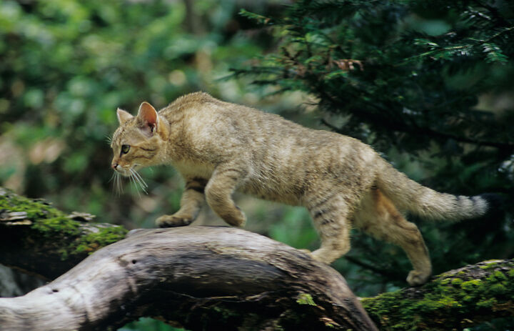 Eine braune Wildkatze läuft über einen Baumstamm. - Link: Fotoausstellung WildkatzenSPRUNG eröffnet