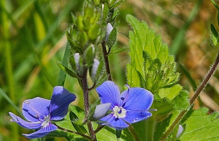 Link: Praxistag Feldbotanik