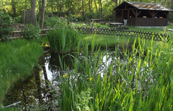 Zu sehen ist ein Teich mit Wasserpflanzen, sowie im Hintergrund eine Holzhütte und eine Sitzgelegenheit auf dem Gelände der Naturschutzstation Muskauer Heide.
