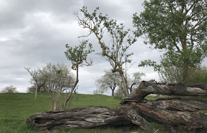 Totholz auf der Streuobstwiese Trebsen.