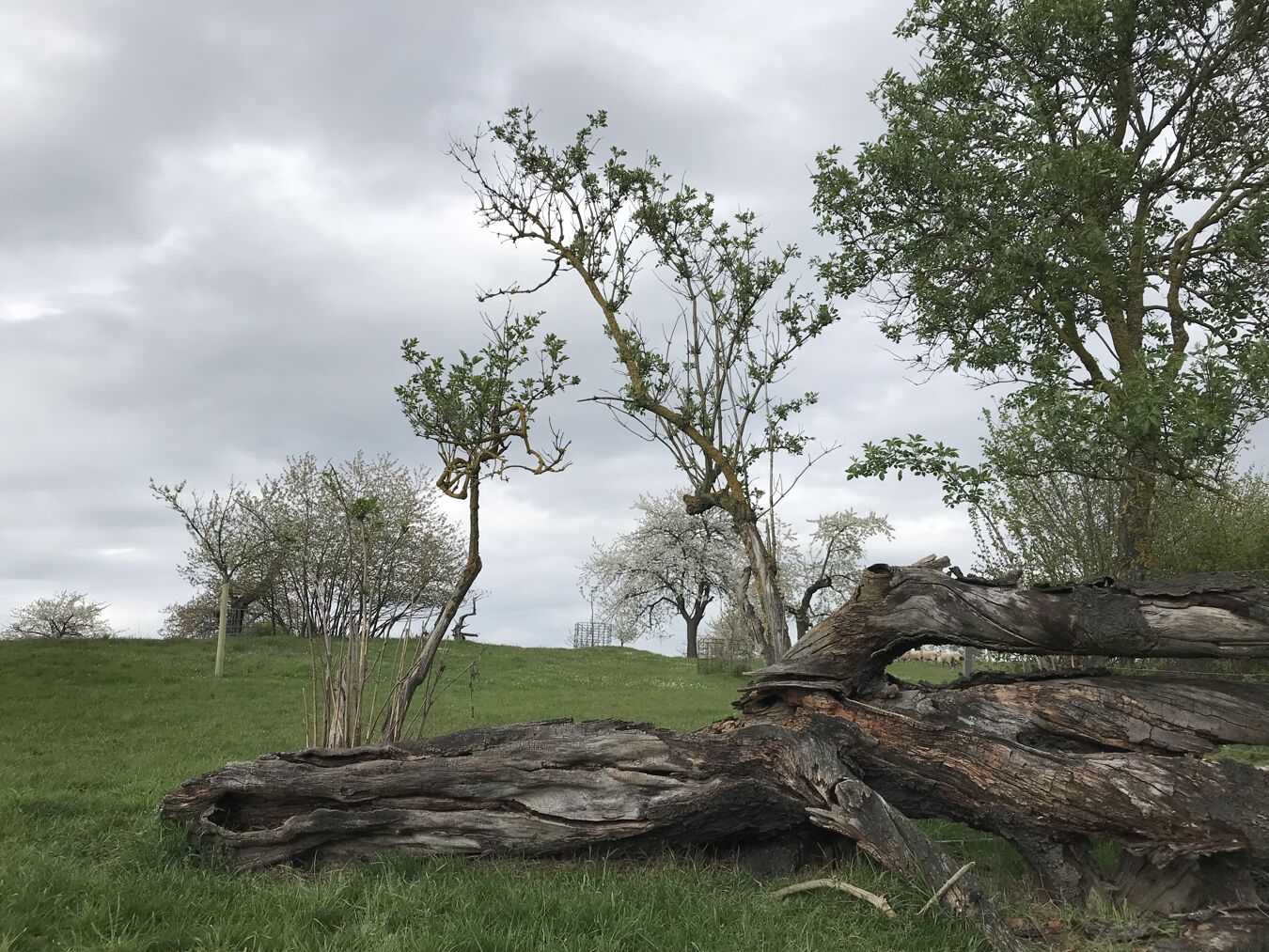 Totholz auf der Streuobstwiese