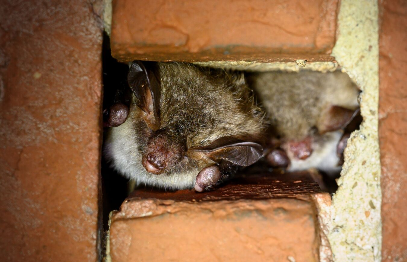 Bechsteinfledermaus_Hochfrequent