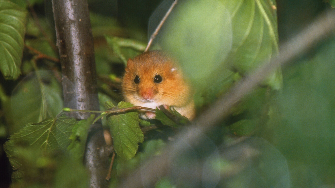 Eine kleine Haselmaus sitzt zwischen Blättern auf dem Zweig eines Busches.