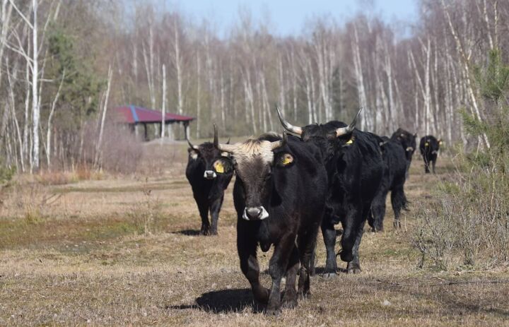 Rinderherde in Bockwitz.
