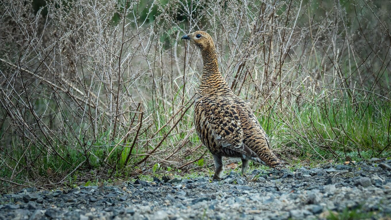 Birkhenne am Rande der Muskauer Heide (© Karsten Nitsch)