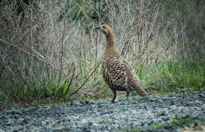 Birkhenne am Rande der Muskauer Heide (© Karsten Nitsch) - Link: Das Birkhuhn muss seinen Platz in der Lausitz zurückbekommen