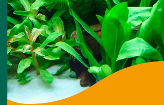 Link: Invasive Wasserpflanzen im Aquarium