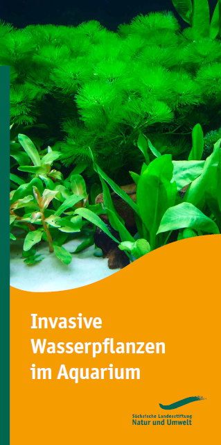 Invasive Wasserpflanzen im Aquarium