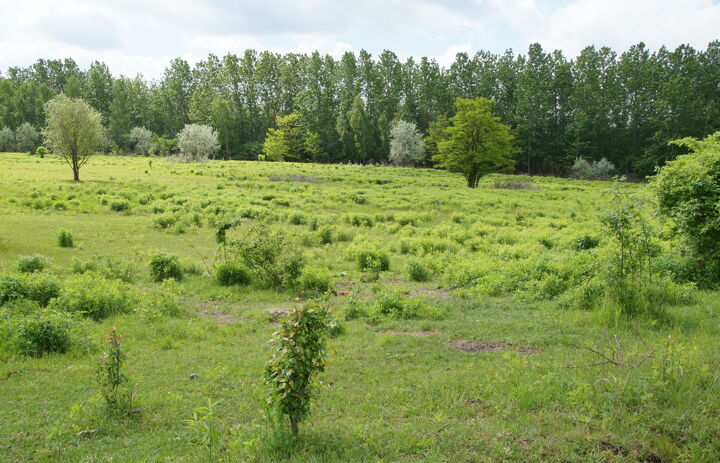 Weidefläche auf der LaNU-eigenen Fläche Deutzen Bergbaufolgelandschaft