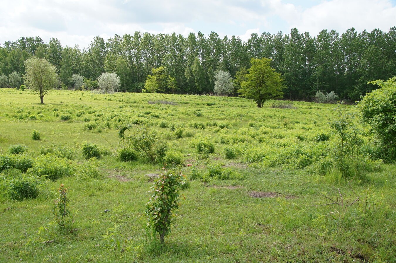 Weidefläche Bergbaufolgelandschaft Deutzen