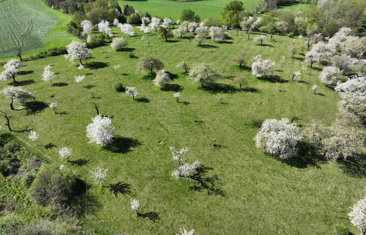Luftbild der Streuobstwiese Trebsen.