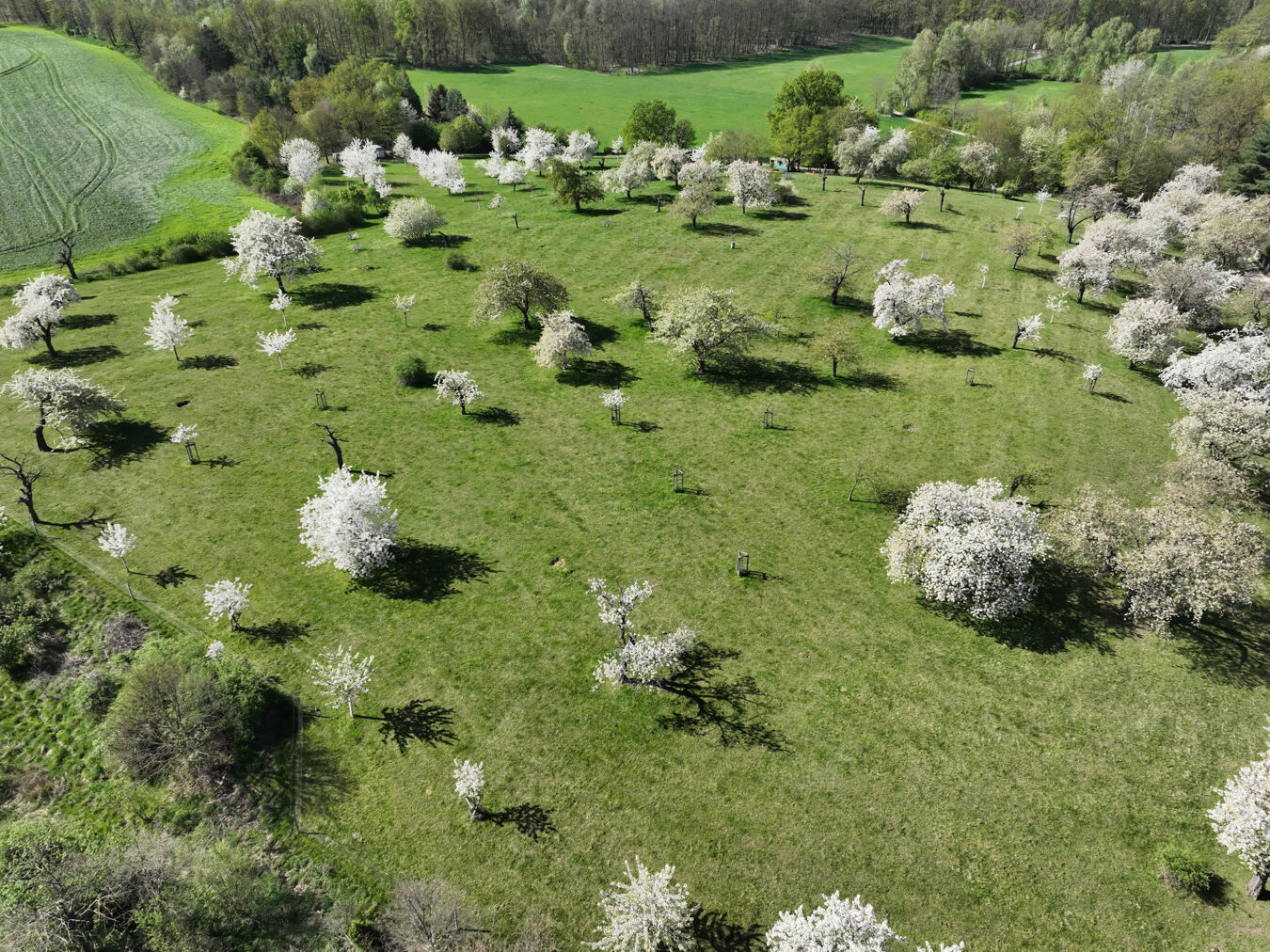 Luftbild der Streubstwiese