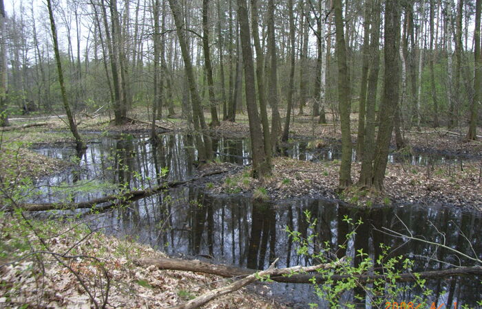 Foto vom Auwald in Zabeltitz.