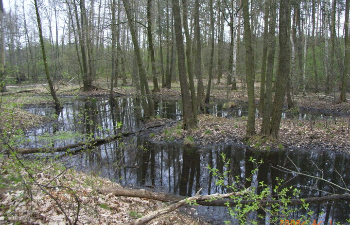 Ansicht aus der LaNU-Fläche Zabeltitz Röderauwald