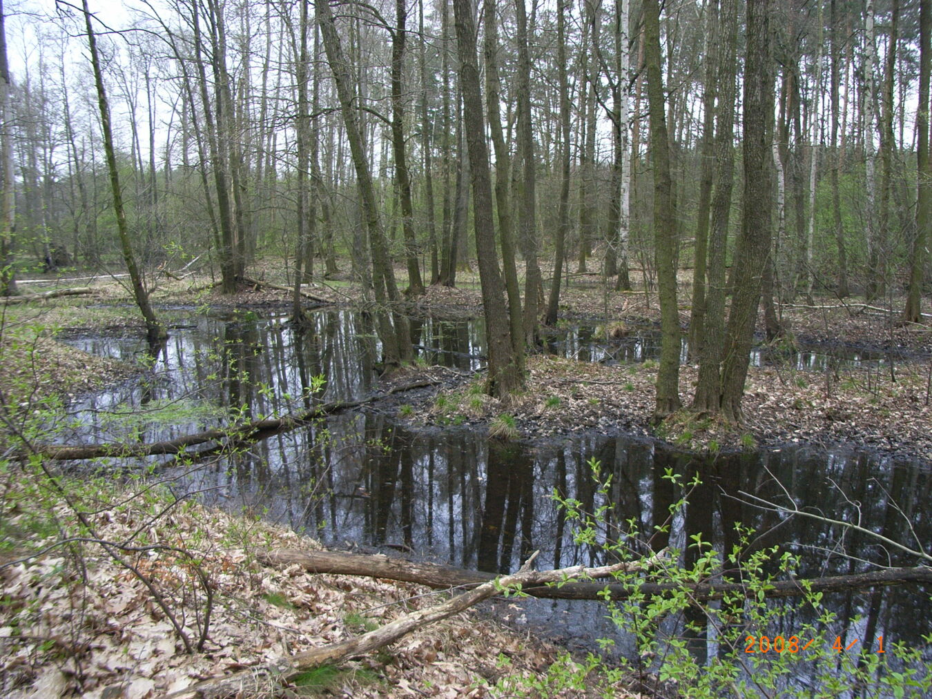 Röderauwald Zabeltitz