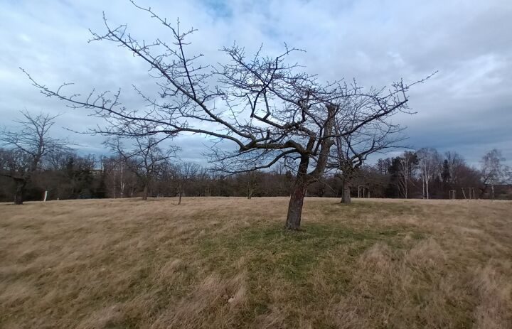 Winterstimmung auf der Streuobstwiese Trebsen.