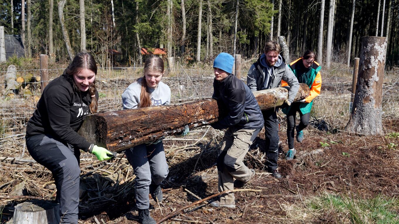 Freiwillige beim Landesaktionstag im Wildgatter Oberrabenstein (Foto: Archiv LaNU) Junge Menschen beim Einsatz im FÖJ