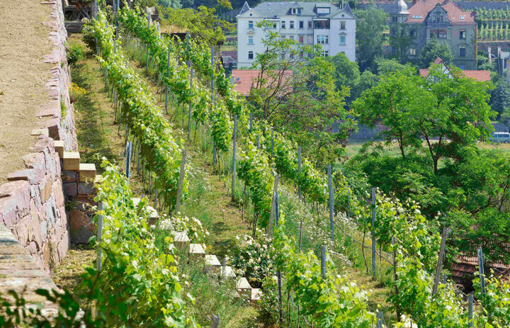 Link: Zu Gast bei Zauneidechse, Wildbienen und Erdkröte