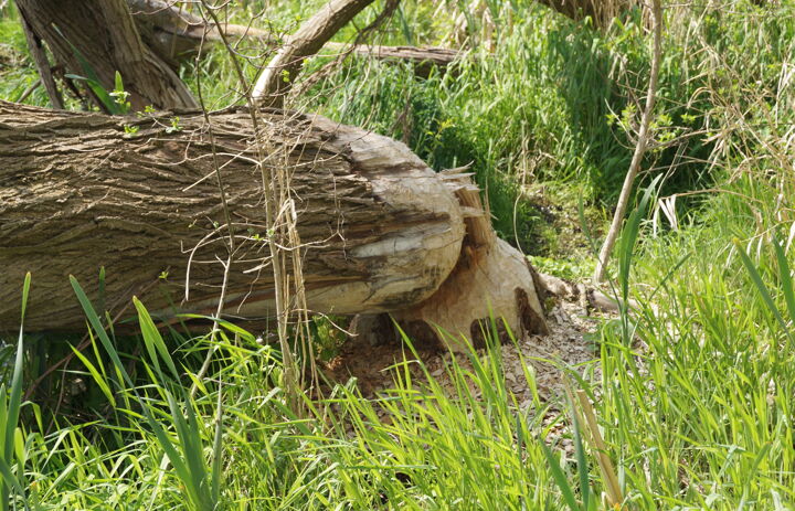Biberspuren auf der LaNU-eigenen Fläche Diera-Zehren Feuchtwiese