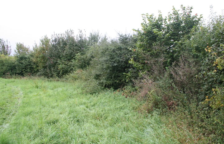 Gebüschsaum an der LaNU-Fläche Weißbach Biotopwiese