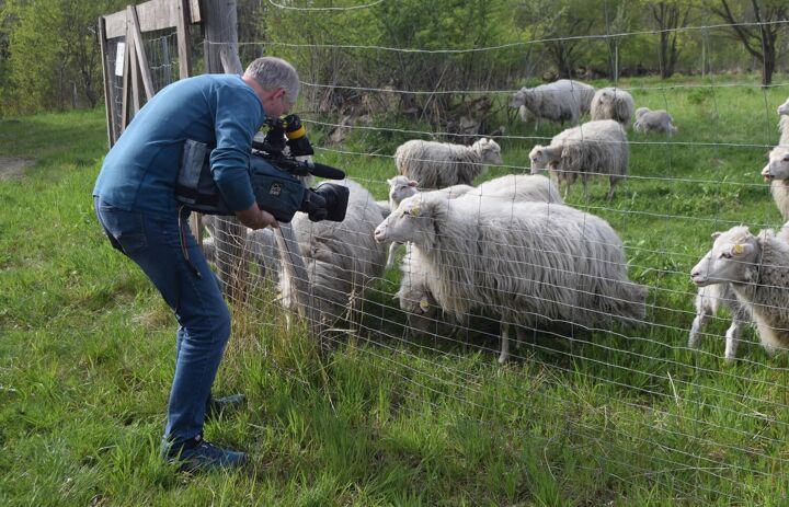 Ein Mann filmt Schafe.