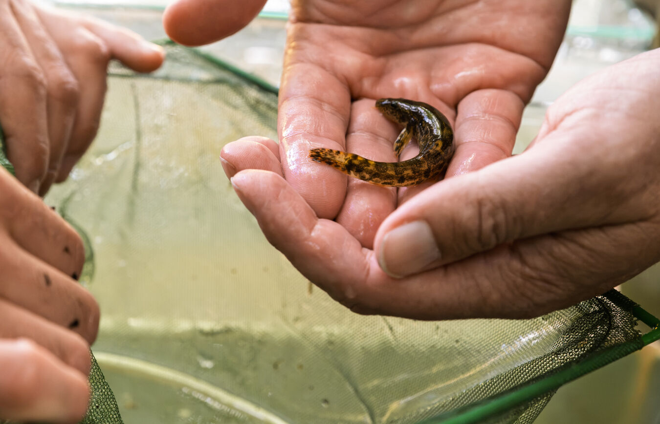 Tag der Flüsse: welche Fische leben in der Zwickauer Mulde?