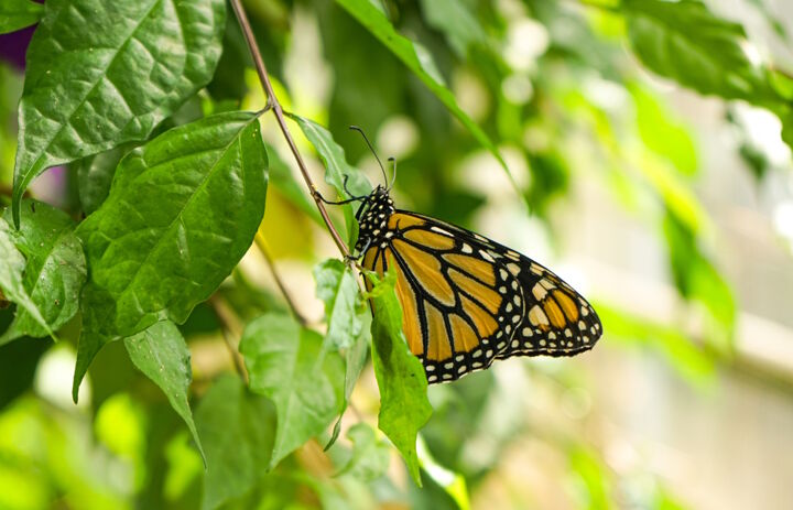 Schmetterling im Botanischen Garten der Universität Leipzig,
Foto: Botanischer Garten der Universität Leipzig